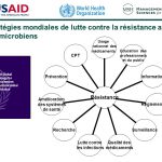 Stratégies mondiales de lutte contre la résistance aux antimicrobiens